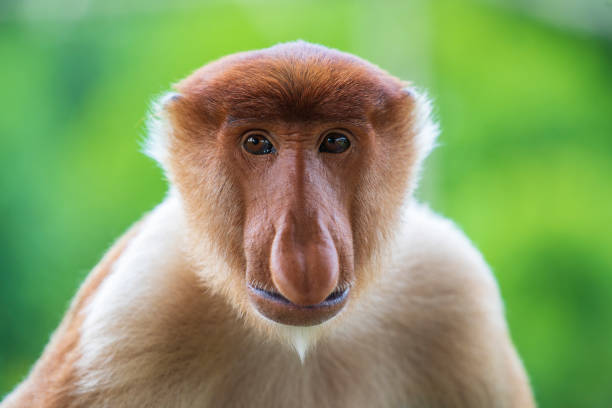 マレーシア・ボルネオの熱帯雨林における野生のプロボシスサルまたは鼻腔幼虫 - monkey proboscis monkey malaysia island of borneo ストックフォトと画像