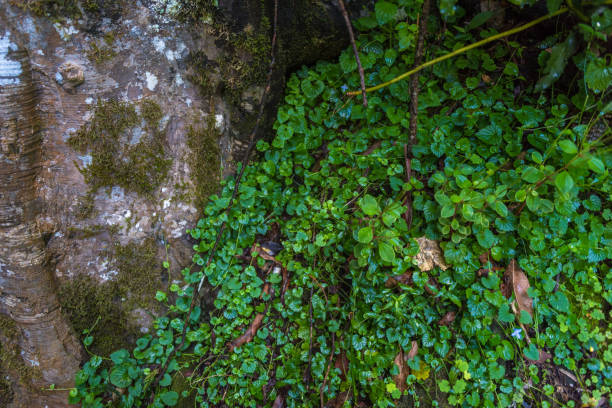 istock Close up of tropical rainforest vegetation with moss and lychen 1208045581