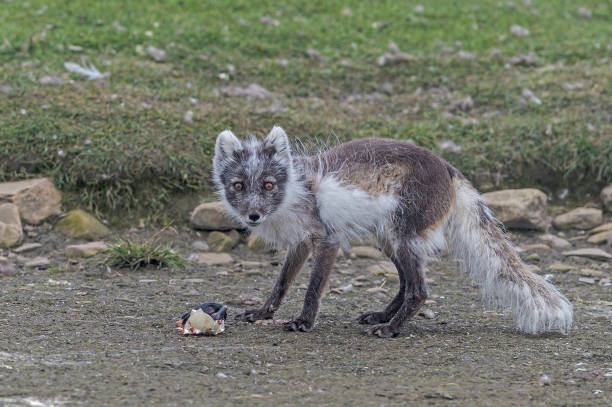 the arctic fox (vulpes lagopus), also known as the white fox, polar fox, or snow fox, is a small fox native to the arctic regions of the northern hemisphere. svalbard. hunting eider eggs. - snow white animal arctic fox imagens e fotografias de stock