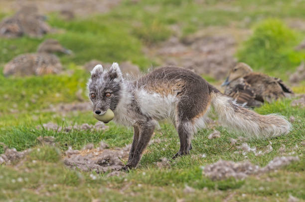 lis polarny (vulpes lagopus), znany również jako biały lis, lis polarny lub lis śnieżny, jest małym lisem pochodzącym z arktycznych regionów półkuli północnej. svalbard. polowanie na jaja eidera. - snow white animal arctic fox zdjęcia i obrazy z banku zdjęć