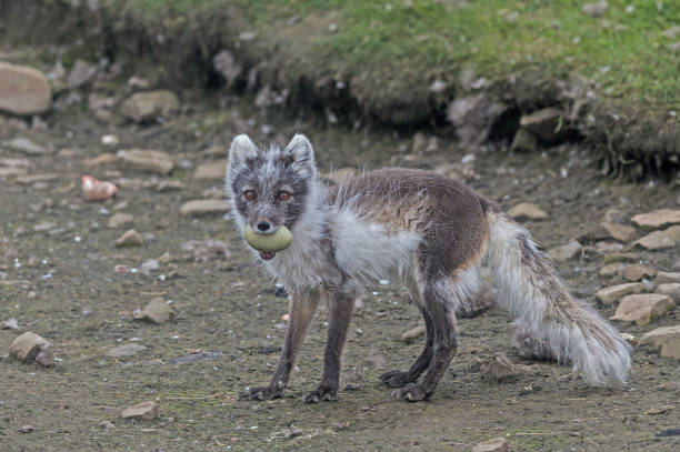 lis polarny (vulpes lagopus), znany również jako biały lis, lis polarny lub lis śnieżny, jest małym lisem pochodzącym z arktycznych regionów półkuli północnej. svalbard. polowanie na jaja eidera. - snow white animal arctic fox zdjęcia i obrazy z banku zdjęć