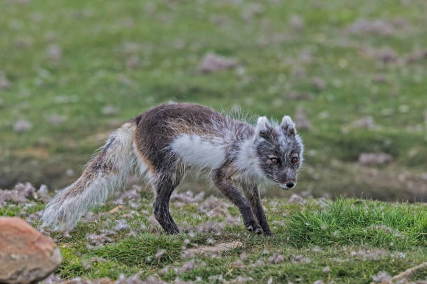 lis polarny (vulpes lagopus), znany również jako biały lis, lis polarny lub lis śnieżny, jest małym lisem pochodzącym z arktycznych regionów półkuli północnej. svalbard. polowanie na jaja eidera. - snow white animal arctic fox zdjęcia i obrazy z banku zdjęć