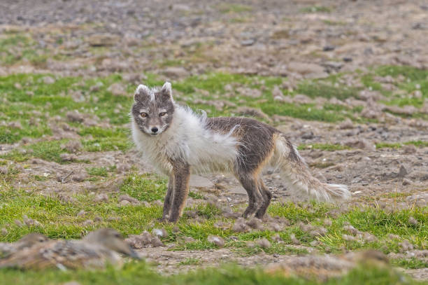 istock The Arctic fox (Vulpes lagopus), also known as the white fox, polar fox, or snow fox, is a small fox native to the Arctic regions of the Northern Hemisphere. Svalbard. Hunting Eider eggs. 1208046323