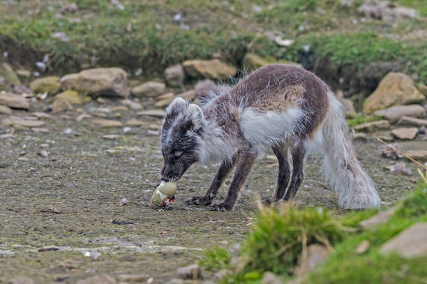 the arctic fox (vulpes lagopus), also known as the white fox, polar fox, or snow fox, is a small fox native to the arctic regions of the northern hemisphere. svalbard. hunting eider eggs. - snow white animal arctic fox imagens e fotografias de stock