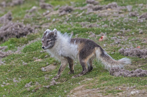 the arctic fox (vulpes lagopus), also known as the white fox, polar fox, or snow fox, is a small fox native to the arctic regions of the northern hemisphere. svalbard. hunting eider eggs. - snow white animal arctic fox imagens e fotografias de stock