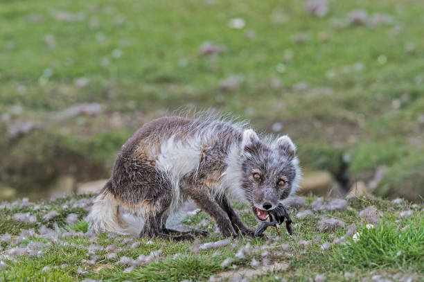 the arctic fox (vulpes lagopus), also known as the white fox, polar fox, or snow fox, is a small fox native to the arctic regions of the northern hemisphere. svalbard. hunting eider eggs. - snow white animal arctic fox imagens e fotografias de stock