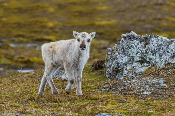 svalbard renifer, rangifer tarandus platyrhynchus, znaleziony na norweskich wyspach svalbard, jest najmniejszym podgatunkiem reniferów. - svalbard islands zdjęcia i obrazy z banku zdjęć