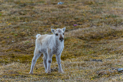 Svalbard Reindeer, Rangifer tarandus platyrhynchus, found on the Svalbard islands of Norway, is the smallest subspecies of reindeer. Young animal.