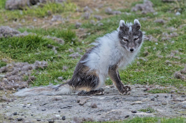 lis polarny (vulpes lagopus), znany również jako biały lis, lis polarny lub lis śnieżny, jest małym lisem pochodzącym z arktycznych regionów półkuli północnej. svalbard. polowanie na jaja eidera. - snow white animal arctic fox zdjęcia i obrazy z banku zdjęć