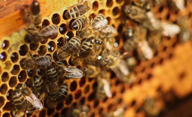 istock yellow beautiful honeycomb with honey, background 1208047849