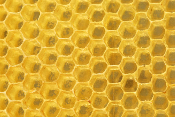 istock Background texture and pattern of a section of wax honeycomb 1208047882