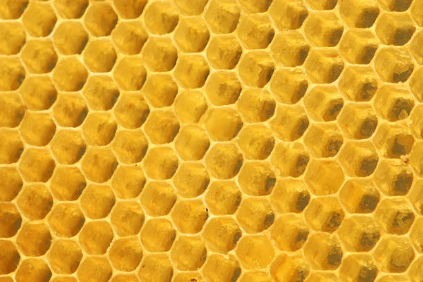 istock Background texture and pattern of a section of wax honeycomb 1208047886