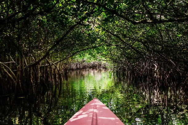 Photo of Amazing nature of the Everglades