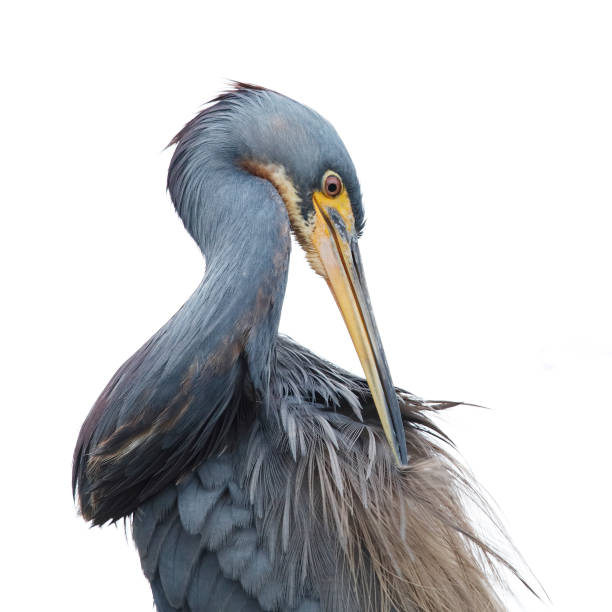 istock Tricolored Heron preening its feathers - Jekyll Island, GA 1208049723