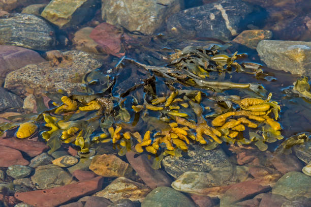 istock The marine algae Fucus disticus is found in Svalbard. 1208050675