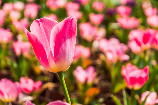 istock Tulip flower close up 1208051670