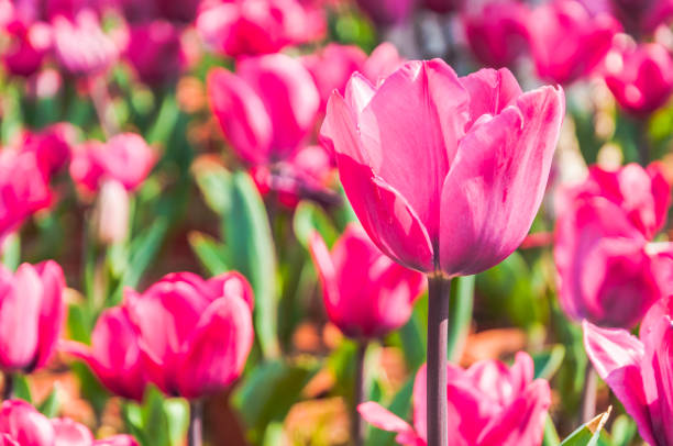 istock Tulip flower close up 1208051672