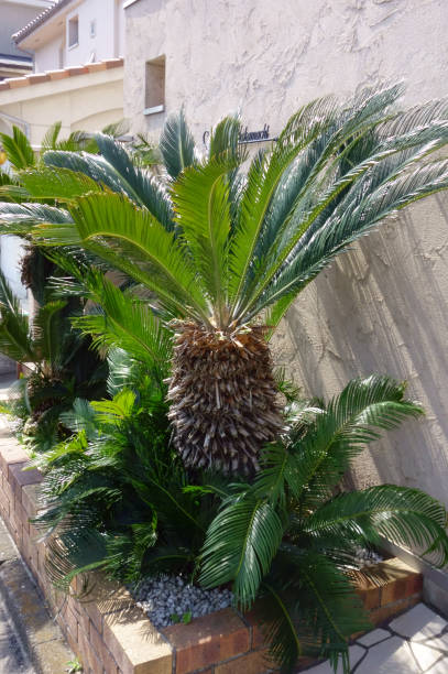 istock Palm trees planted in the garden 1208051823