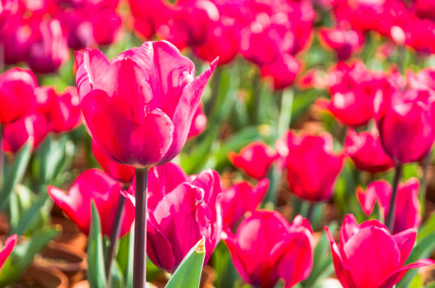 istock Tulip flower close up 1208052396