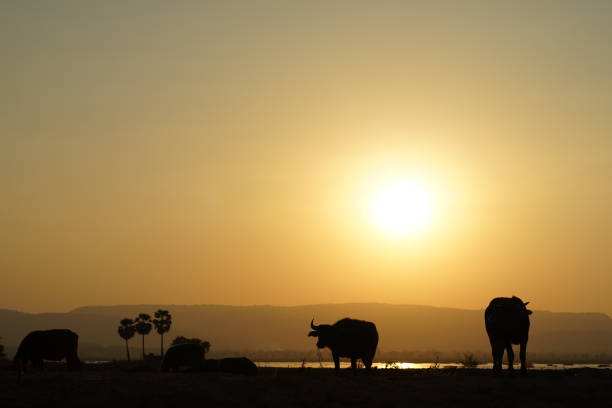 Buffaloes are looking for food in the field while the sun is setting