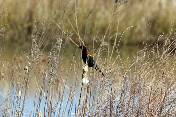 Male Red-winged Blackbird on cattail stem at rainwater retention pond. Photographed in eastern North Carolina USA.