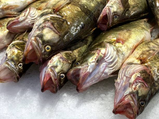 Fresh fish