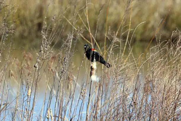 Male Red-winged Blackbird on cattail stem at rainwater retention pond looks toward photographer. Photographed in eastern North Carolina USA.