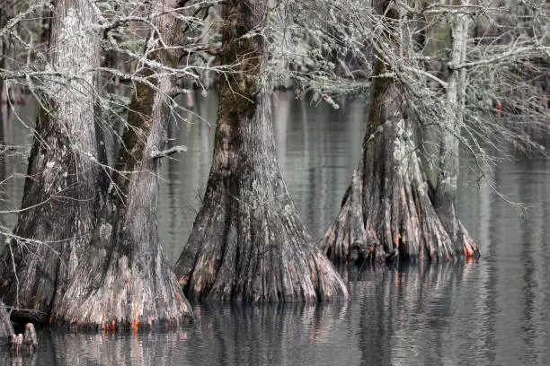 Bald Cypress trees growing in shallow lake in North Carolina - Lake Phelps at Pettigrew State Park. Lower trunk and buttress roots shown in image.