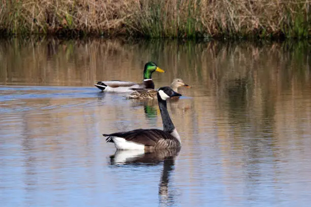 Mallard duck couple and Canada Goose on small retention pond at shopping center. The male or drake Mallard has a beautiful iridescent green head. Photographed in eastern North Carolina USA.