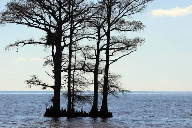 A small island of Bald Cypress trees growing in the Chowan River at Edenton, North Carolina. Yes, that is an eagle's nest in that tree.