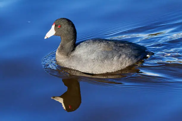 Photo of American Coot (Fulica americana), swimming