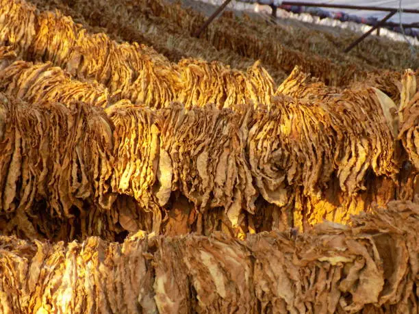 Drying tobacco leaves in the traditional way