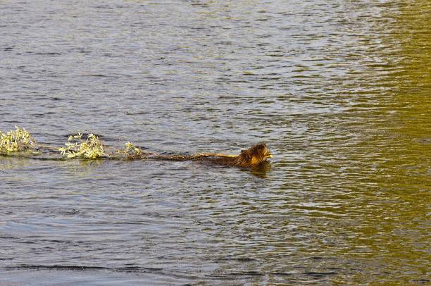 istock Beaver swimming in a river with branch 1208062907