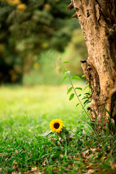 istock calm place - Places to get inspired 1208062953