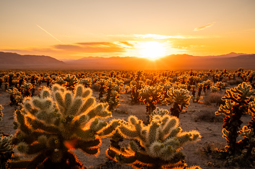 View of a sunrise at Cholla Cactus Garden, Joshua Tree National Park.