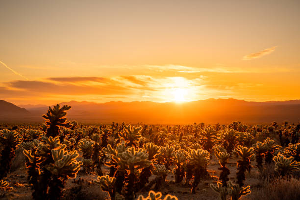 istock Cholla Cactus Garden at sunrise 1208063875