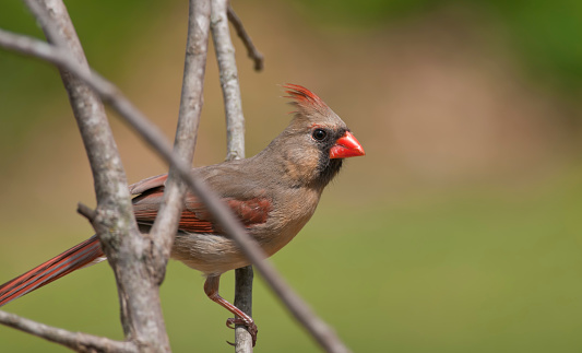 Female redbird in branches