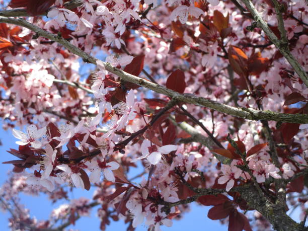 istock Bright Blooming Pink White Plum Blossoms in Canada 1208064775