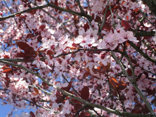 istock Bright Blooming Pink White Plum Blossoms in Canada 1208064793