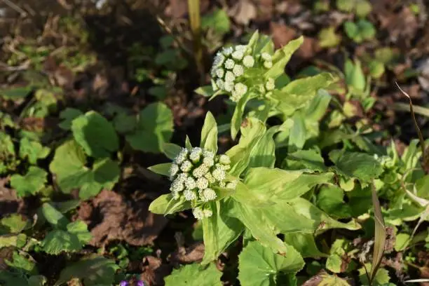 Butterbur shoot is a bittersweet wild vegetable grown in spring.