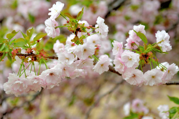 istock Double Petal Cherry Blossoms in Full Bloom in Tokyo 1208065101