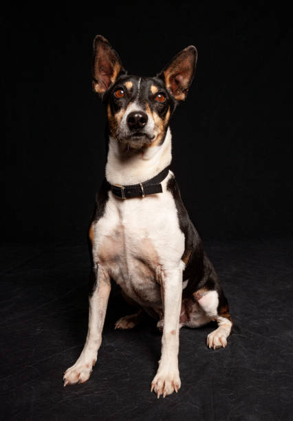 istock Mixed Breed chihuahua mix dog potrait with studio lighting against a black background 1208067504