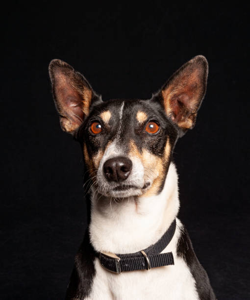 istock Mixed Breed chihuahua mix dog potrait with studio lighting against a black background 1208067505