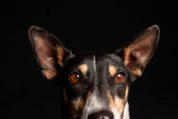 Mixed Breed medium sized chihuahua mix dog with pointy ears potrait with studio lighting against a black background