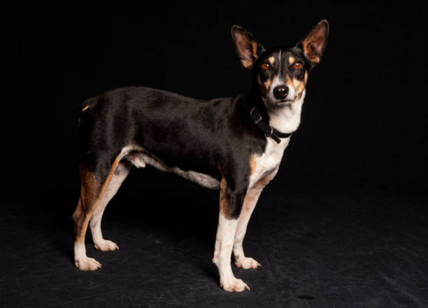 istock Mixed Breed chihuahua mix dog potrait with studio lighting against a black background 1208067596