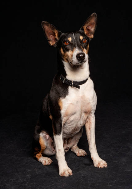 istock Mixed Breed chihuahua mix dog potrait with studio lighting against a black background 1208067604