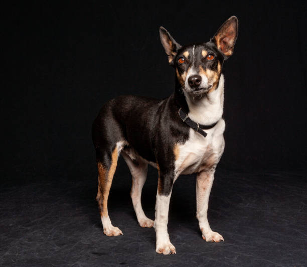 istock medium sized pointy ear dog standing for a studio portrait looking at camera against a black background 1208067631