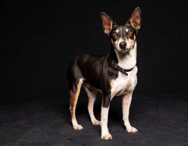 istock medium sized pointy ear dog standing for a studio portrait looking at camera against a black background 1208067642