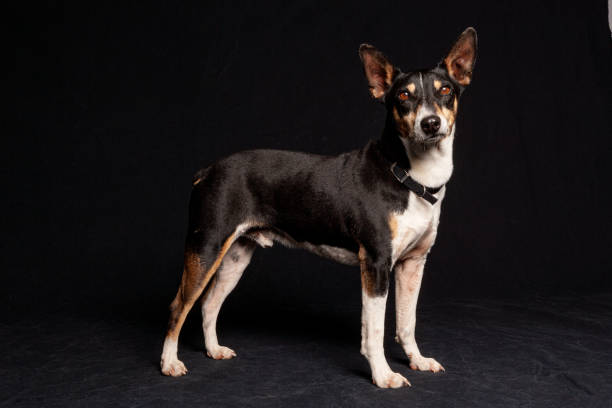 istock Mixed Breed chihuahua mix dog potrait with studio lighting against a black background 1208067656