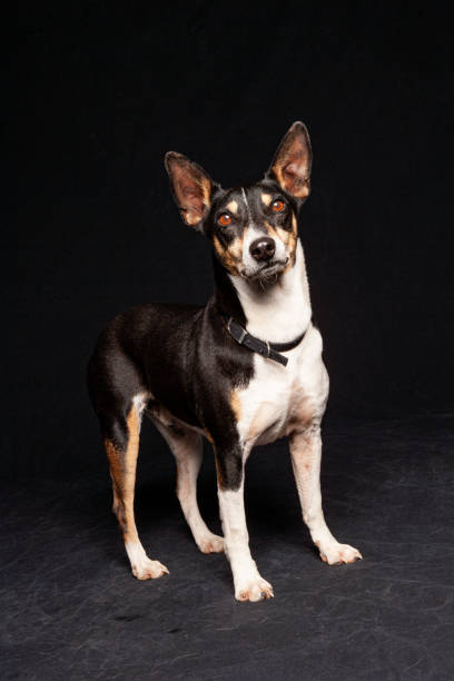istock Mixed Breed chihuahua mix dog potrait with studio lighting against a black background 1208067667